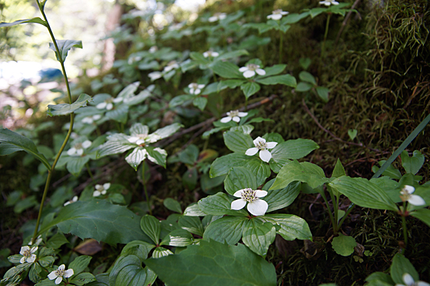 f0214649_1655028.jpg