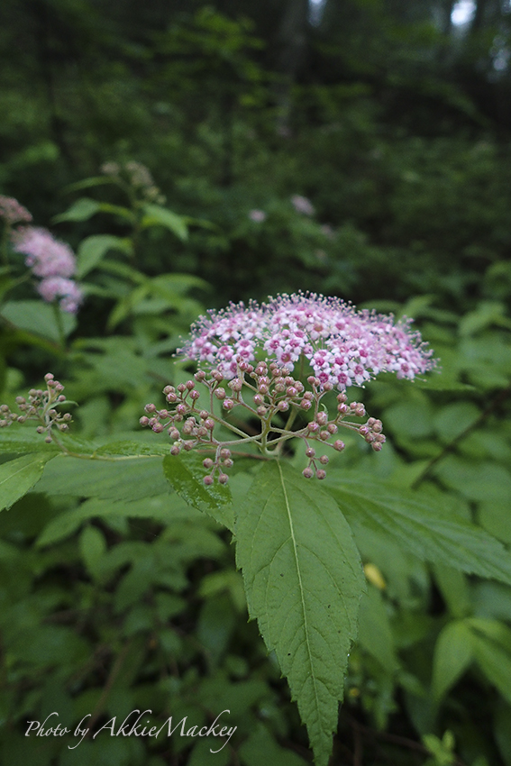 b0167256_06092859.jpg