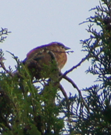 c0139591_16221198.jpg