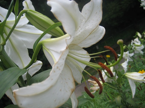 f0201297_842225.jpg