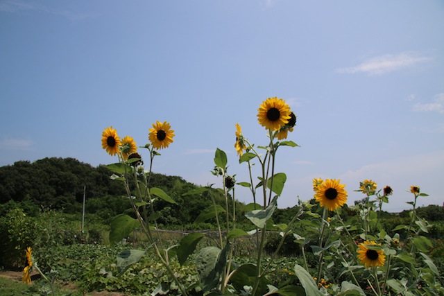 c0306400_13192569.jpg