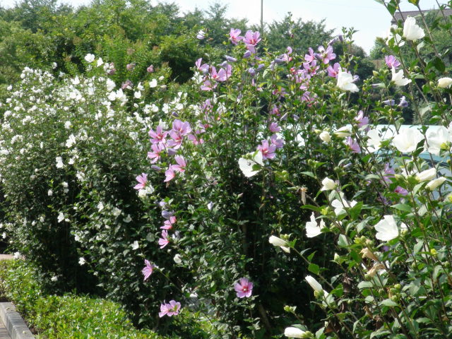 f0231709_15154871.jpg