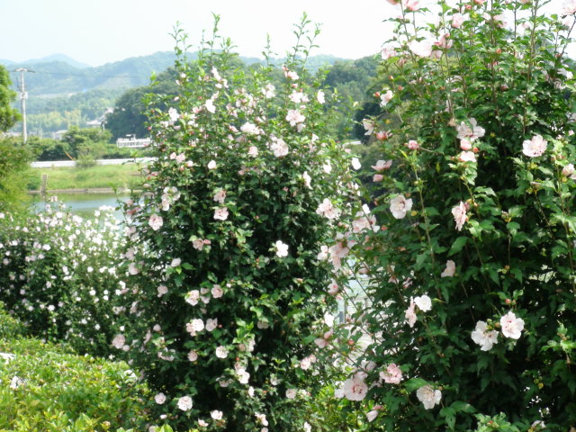 f0231709_15172342.jpg