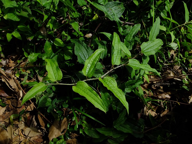 e0112213_10004029.jpg
