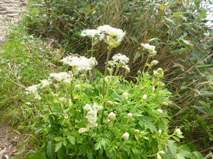 d0170615_11352571.jpg