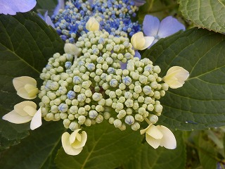 e0004756_22105521.jpg
