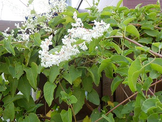 e0004756_2215101.jpg