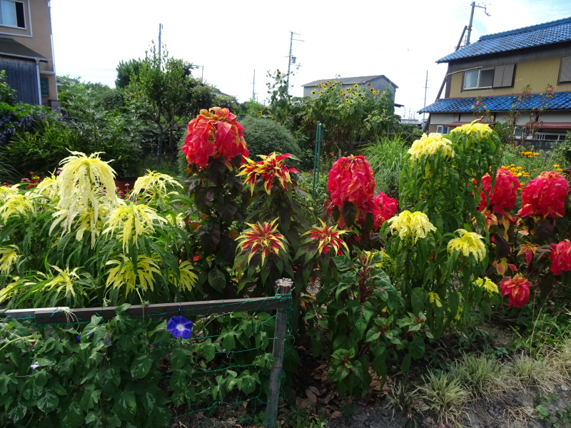c0108460_16244162.jpg