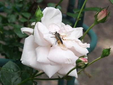 e0088260_11432531.jpg