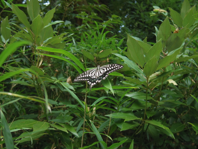 a0152078_9291136.jpg