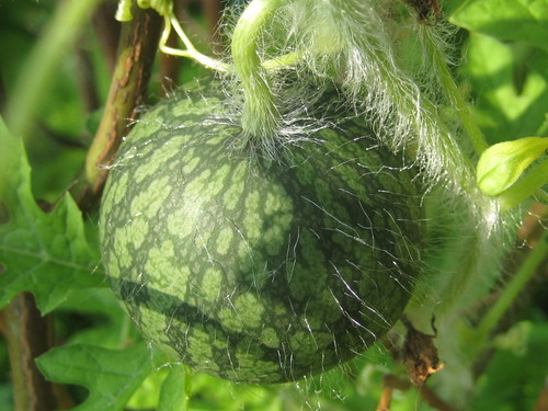 f0201297_9395631.jpg