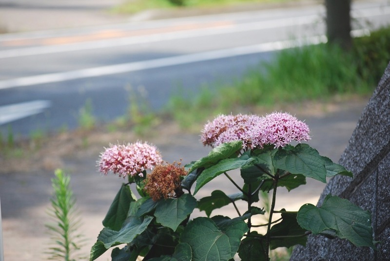 e0025300_22191619.jpg