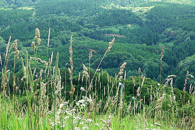 a0214206_1424353.jpg