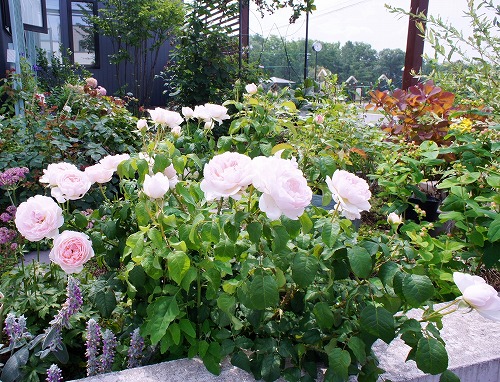 f0205733_23303169.jpg