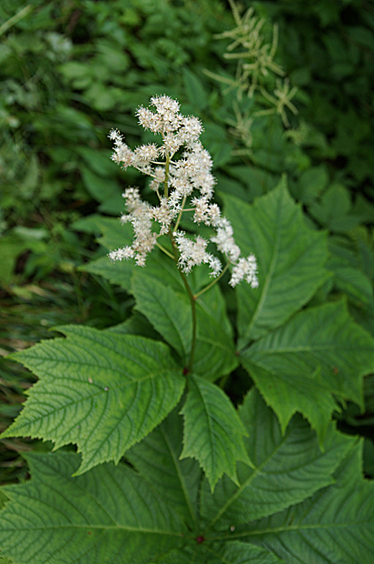 f0214649_10541036.jpg
