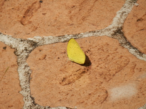e0288951_1743734.jpg