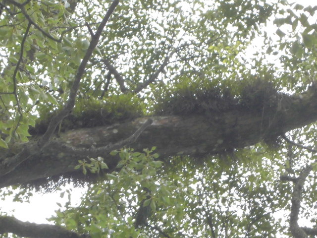 f0318967_15031842.jpg