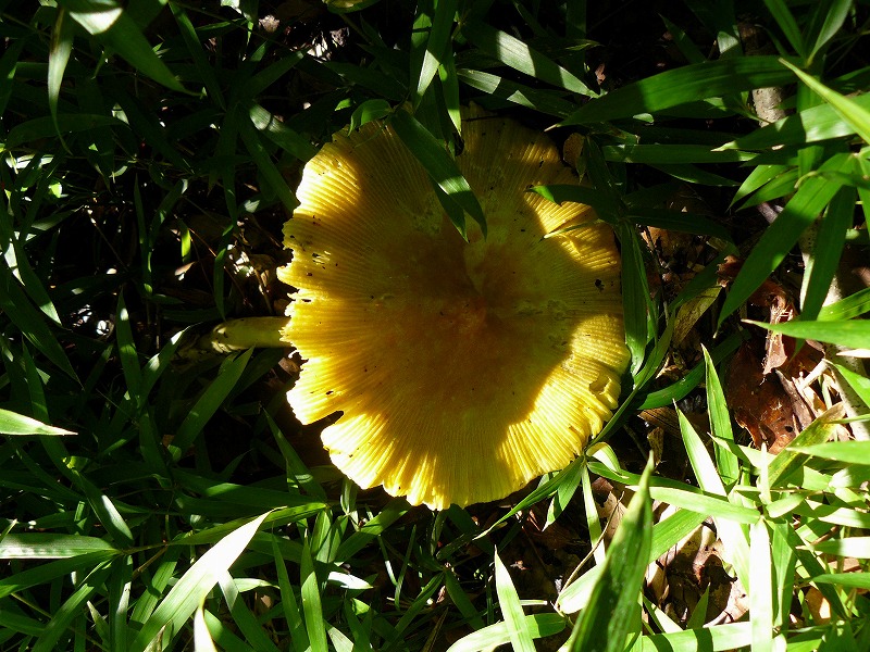 d0019074_15532362.jpg