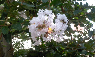 c0069380_13583249.jpg