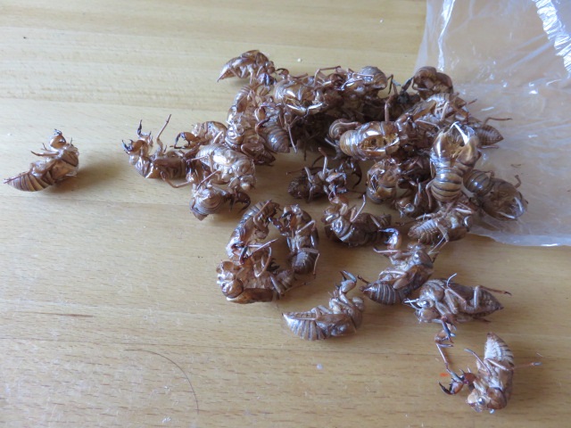 f0346196_07080175.jpg