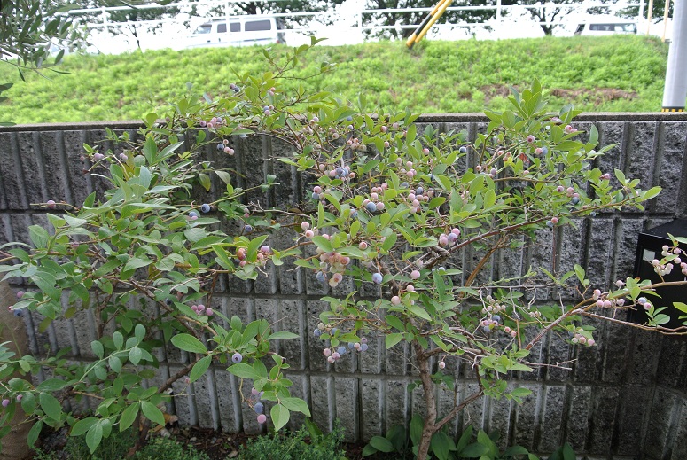f0179209_9183611.jpg