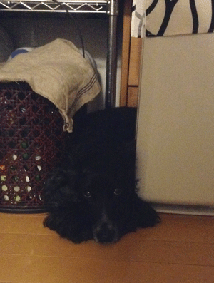 a0051618_2258166.gif
