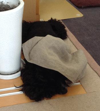 a0051618_22583485.gif