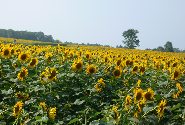 a0046429_833276.jpg