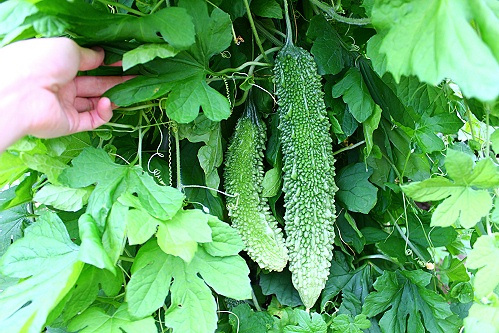 a0243143_1837370.jpg