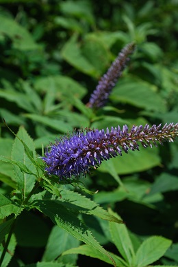 a0133886_17483036.jpg