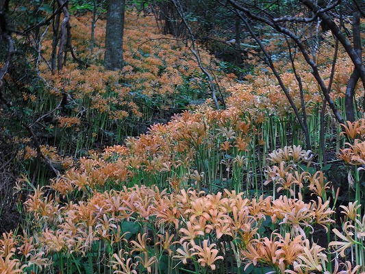 f0187402_18514431.jpg