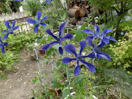 a0203003_17432829.jpg