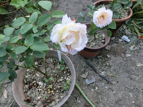 a0203003_17434450.jpg