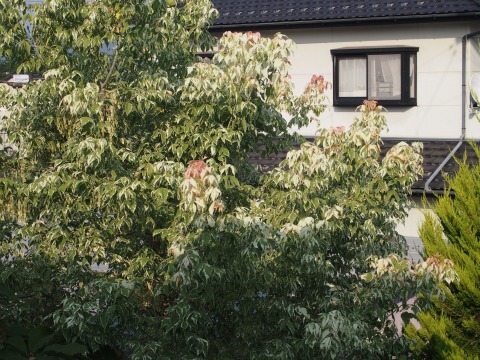 c0117007_17522116.jpg
