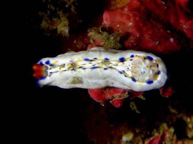 d0175710_17243729.jpg