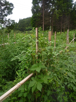 f0031420_1201272.jpg
