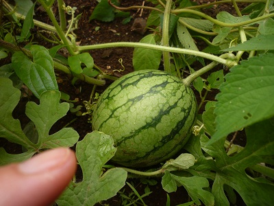 f0031420_1213479.jpg