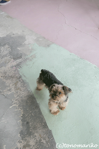 c0024345_822297.gif