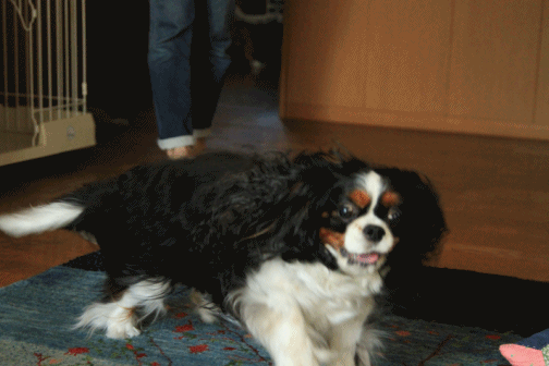 c0145250_919183.gif