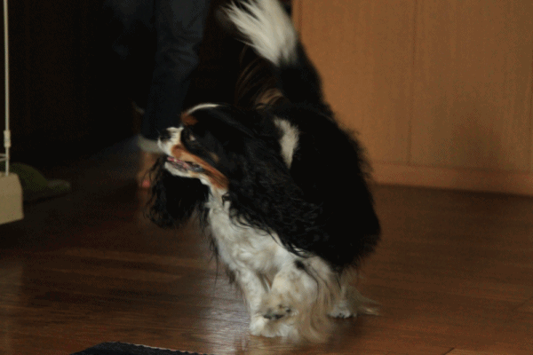 c0145250_919231.gif