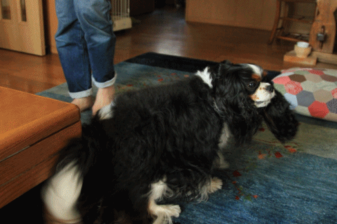 c0145250_9193235.gif