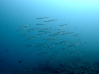 b0033573_17062438.jpg