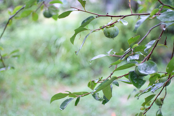 a0053783_2150365.jpg