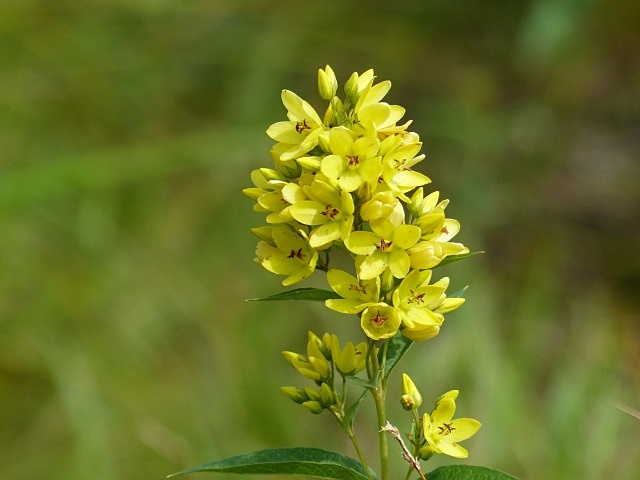 f0357487_054779.jpg