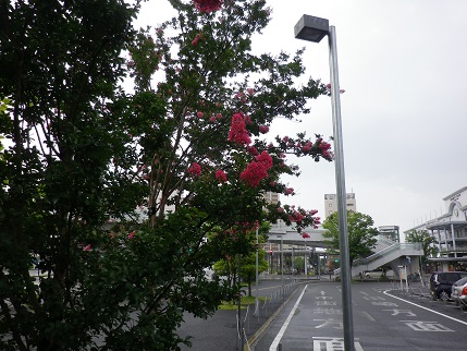 e0048994_1214562.jpg