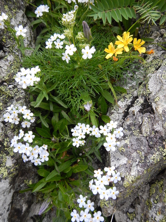 e0242423_6501727.jpg