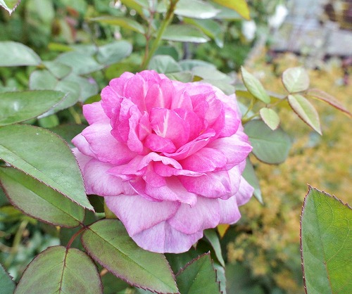 f0205733_17020339.jpg