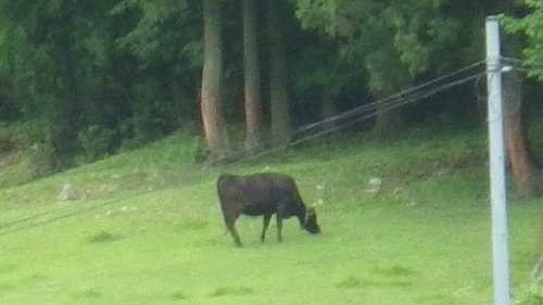 c0300035_8555194.jpg