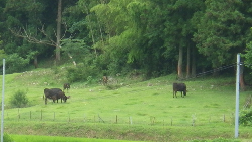 c0300035_8562920.jpg