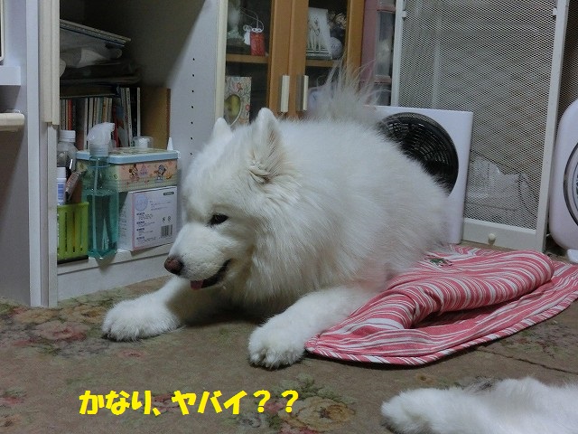 e0196135_21404491.jpg
